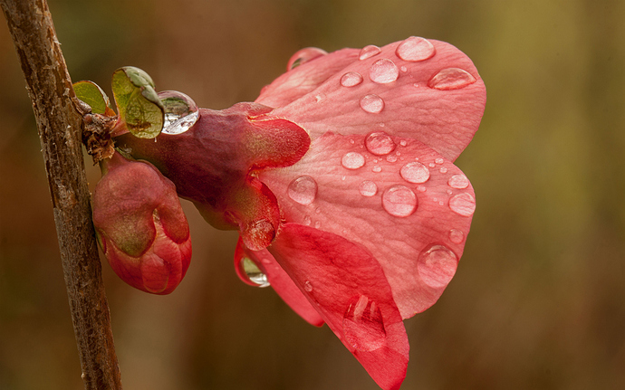 pink-flower-with-rain-drops