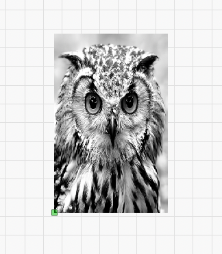 Owl lb