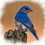 bluebird12 bluebird12